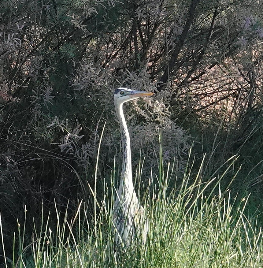 Great Blue Heron - Judy Schattner