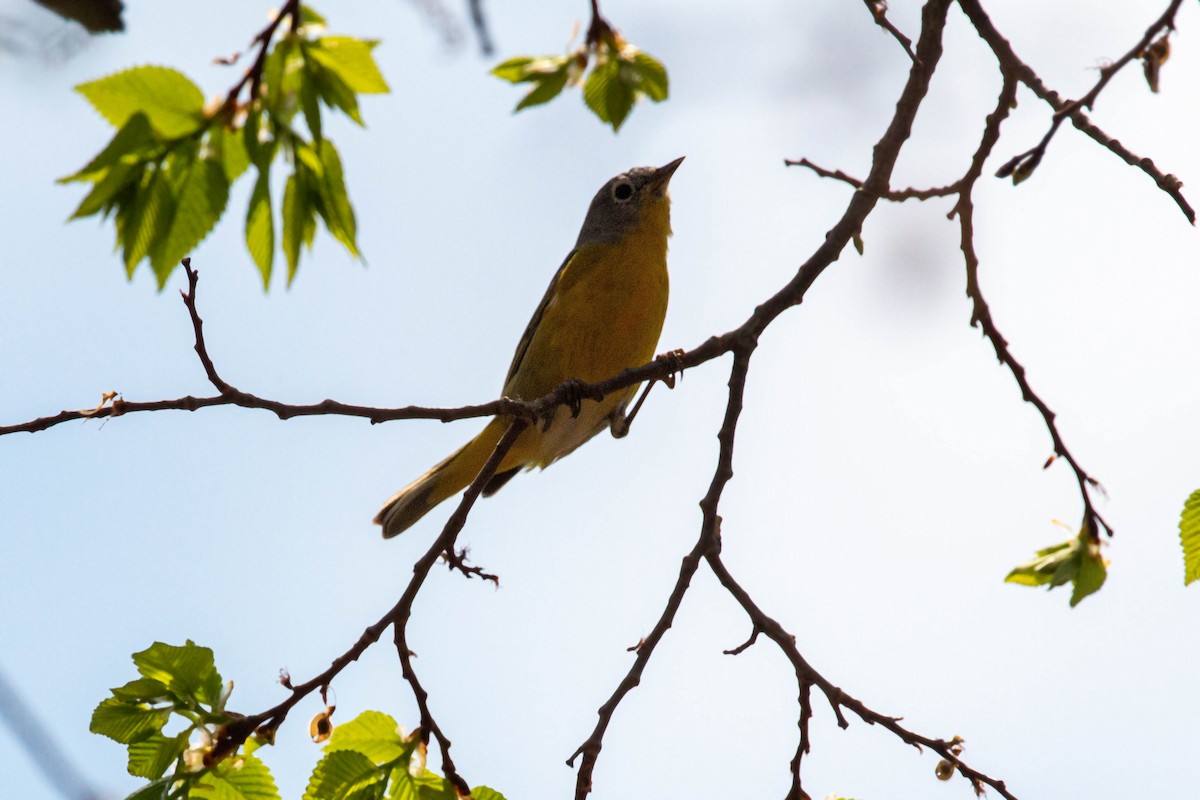 Nashville Warbler - William Clark