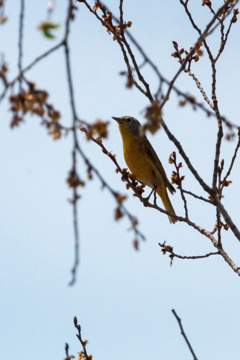 Nashville Warbler - William Clark