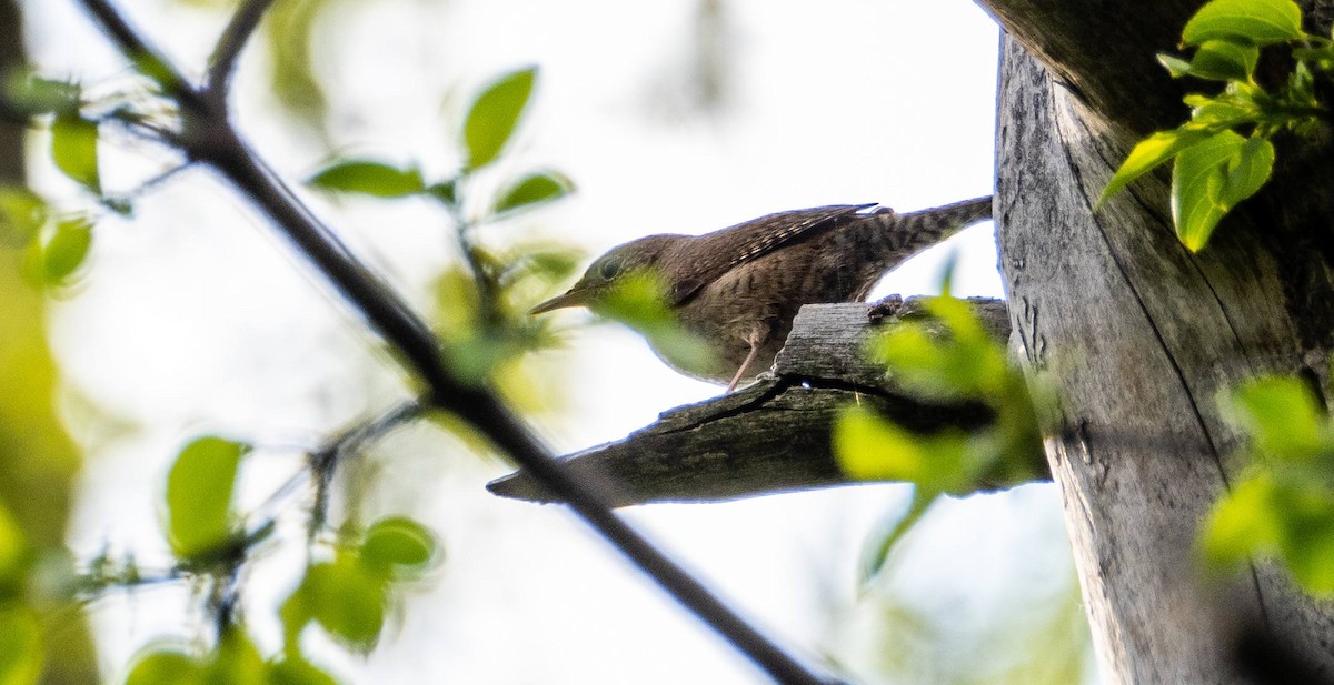 House Wren - Matt M.