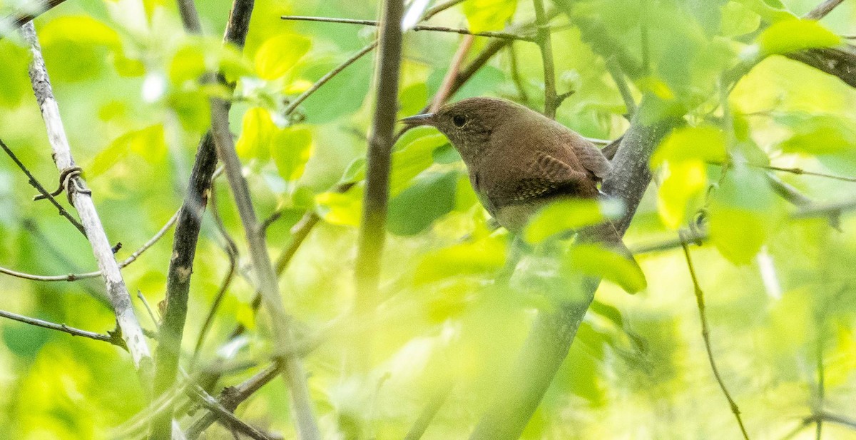 House Wren - Matt M.