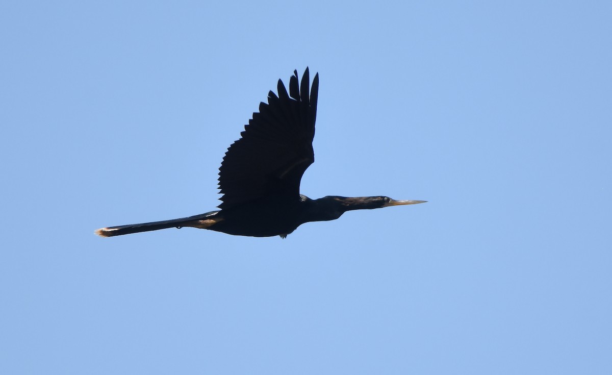 Anhinga - Erik Johnson