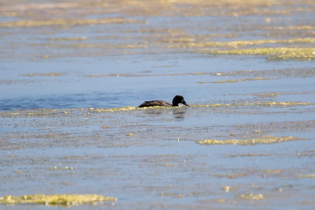 Greater Scaup - Karen Hardy