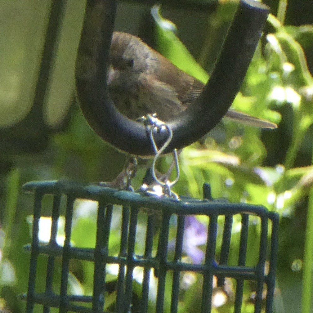 Dark-eyed Junco (Oregon) - Anonymous