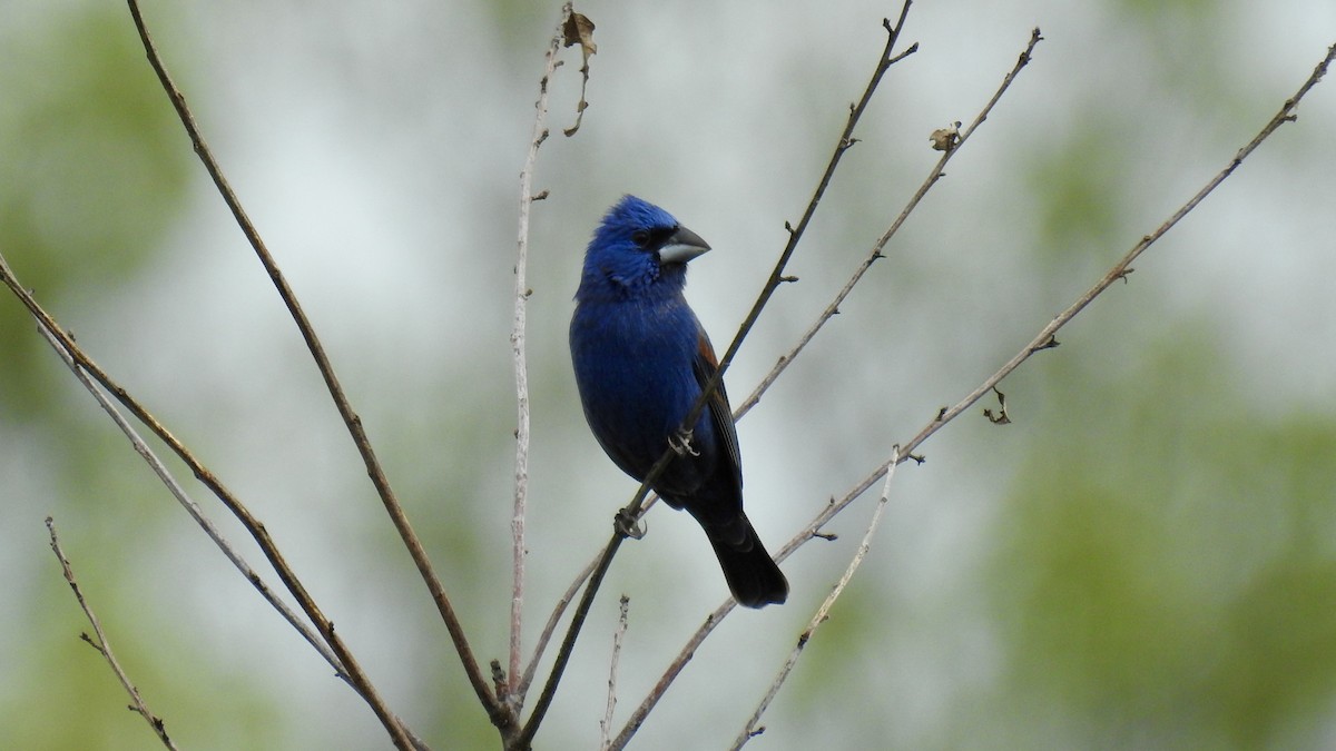 Blue Grosbeak - Keith Eric Costley