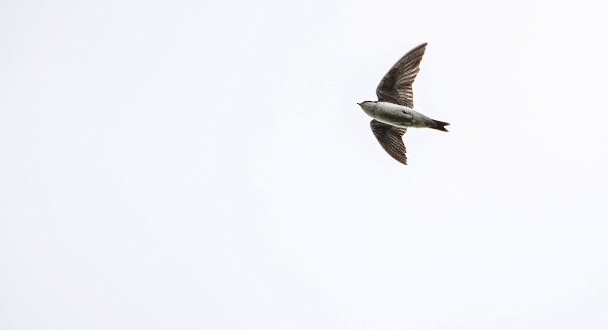 Tree Swallow - Matt M.