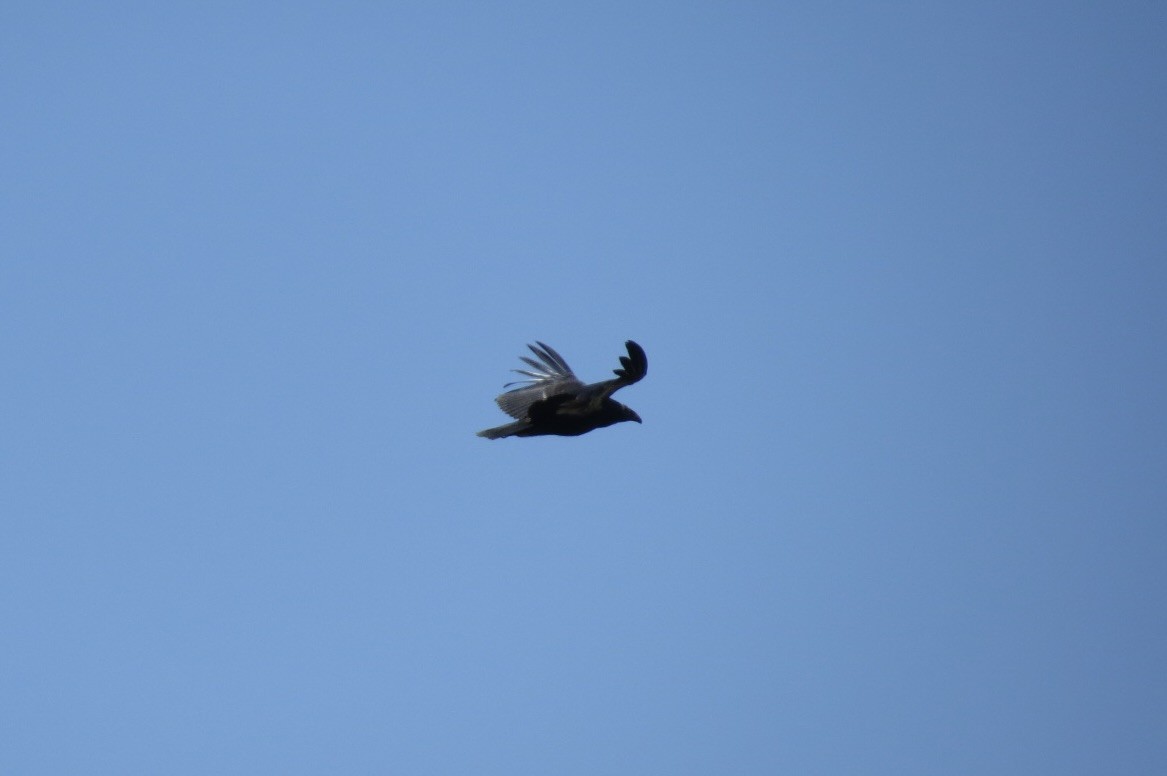 California Condor - Steve Mesick