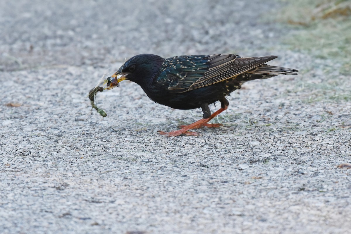 European Starling - ML619509155