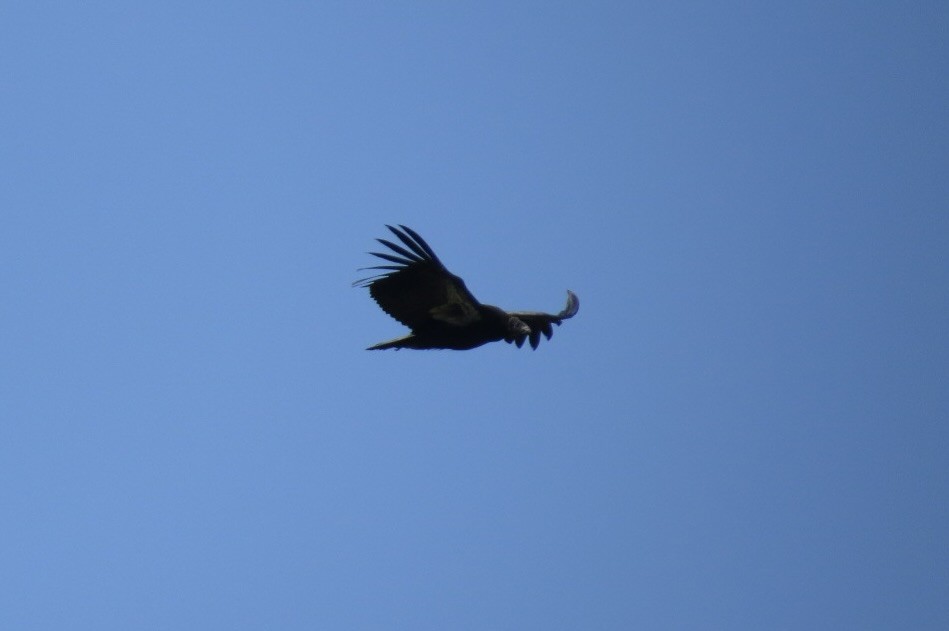 California Condor - Steve Mesick