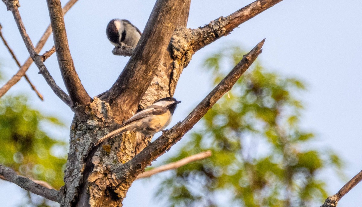 Black-capped Chickadee - Matt M.