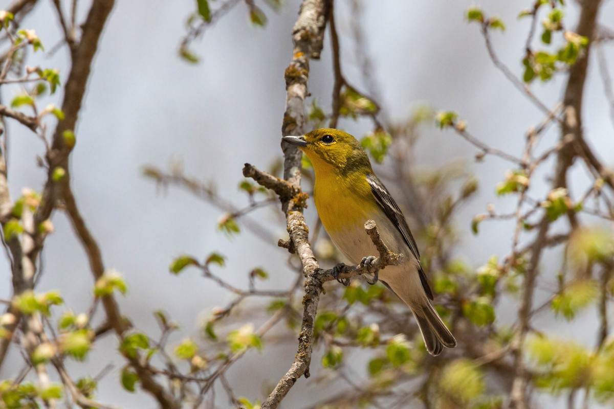 Yellow-throated Vireo - William Clark