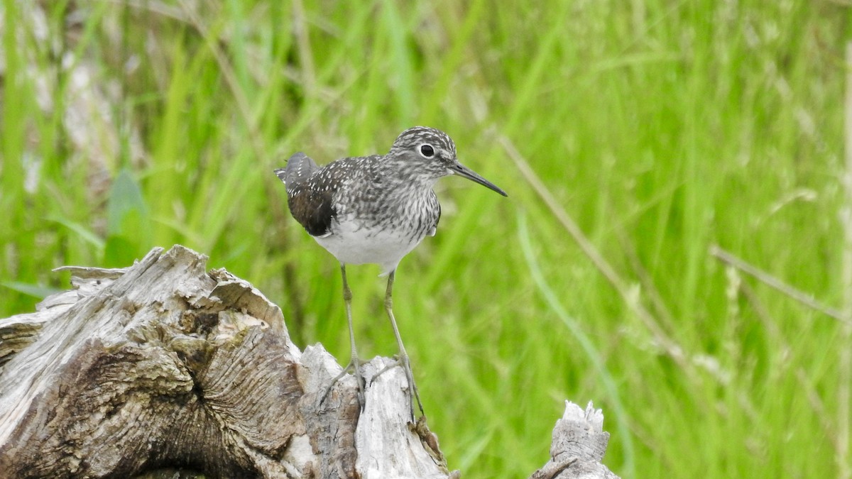 Solitary Sandpiper - Keith Eric Costley