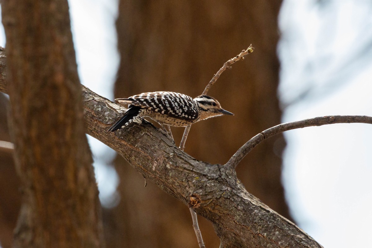 Ladder-backed Woodpecker - William Clark