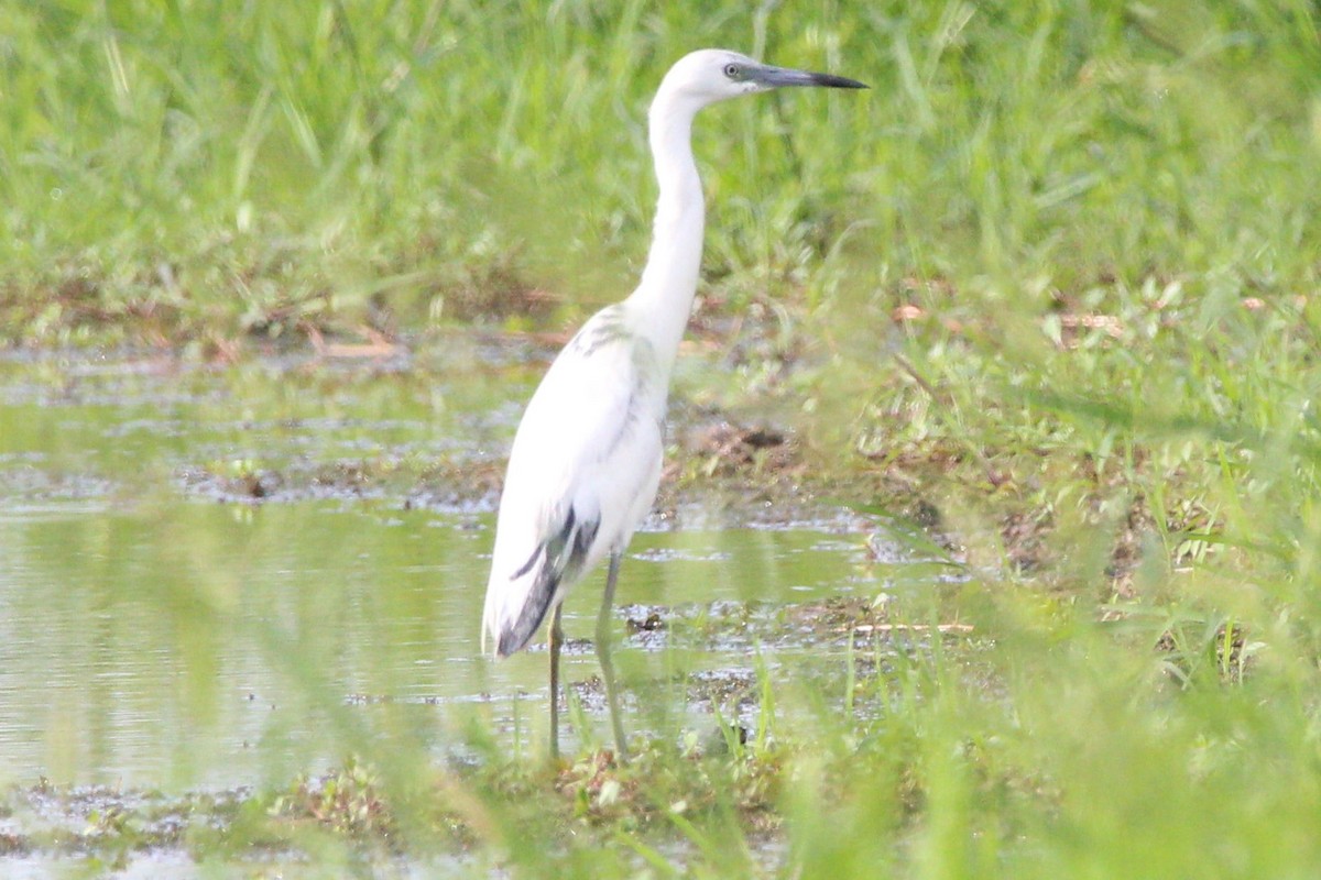 Little Blue Heron - Jeff Smith