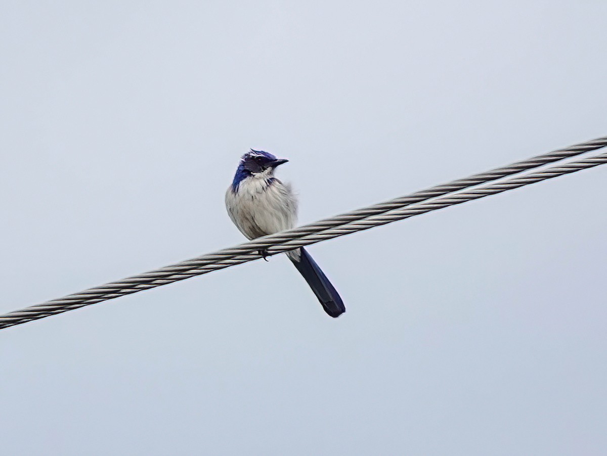 California Scrub-Jay - Pam Vercellone-Smith