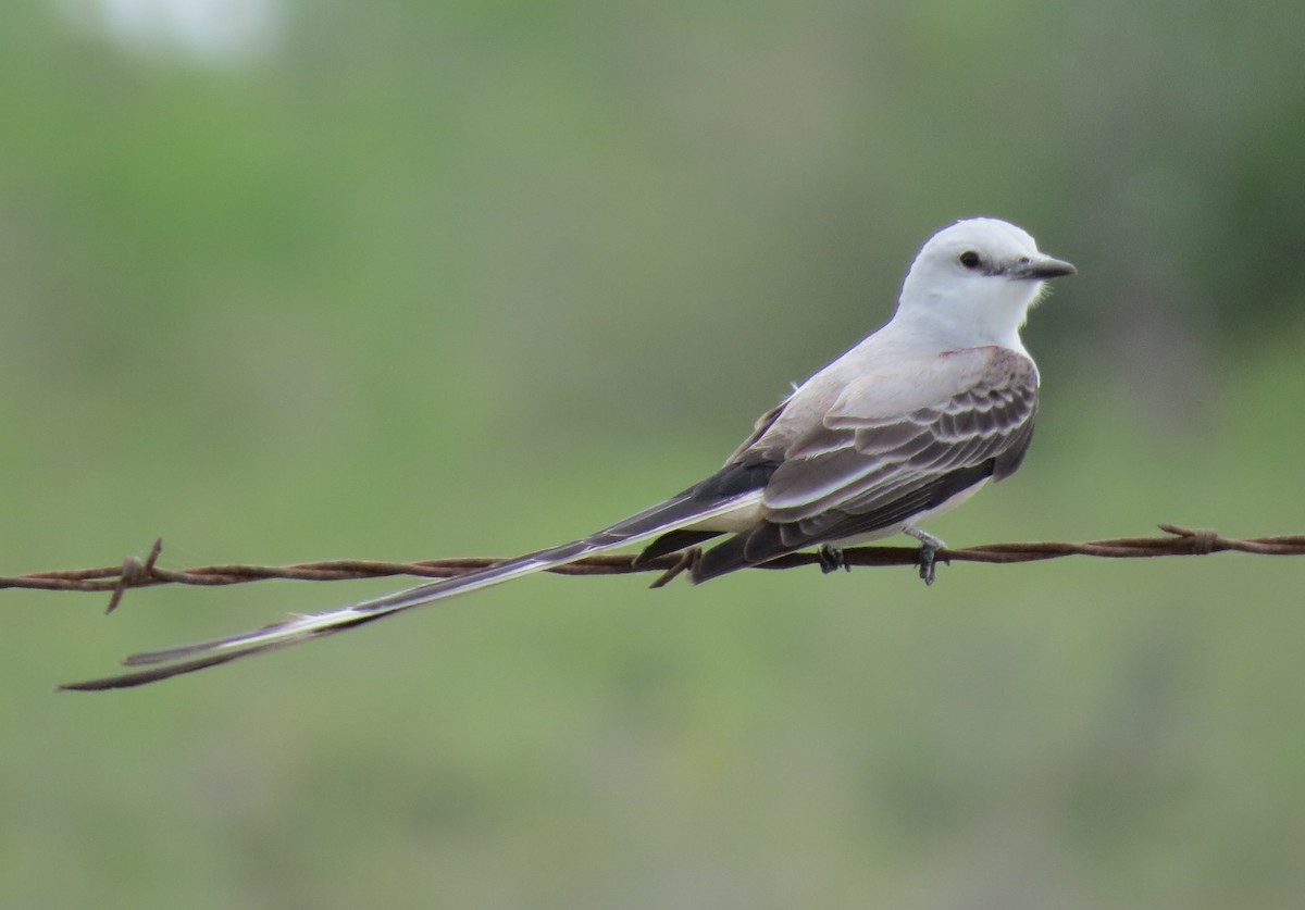 Scissor-tailed Flycatcher - Mark Monroe