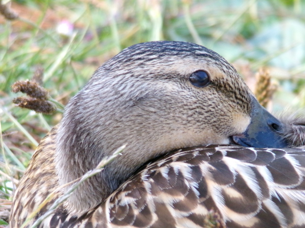 Mallard - Ross Rabkin