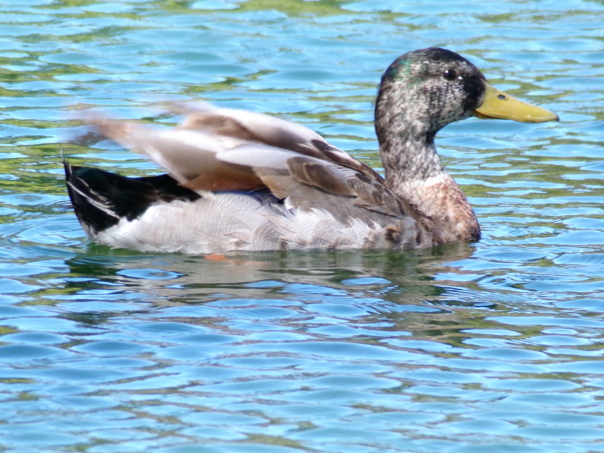 Mallard - Ross Rabkin