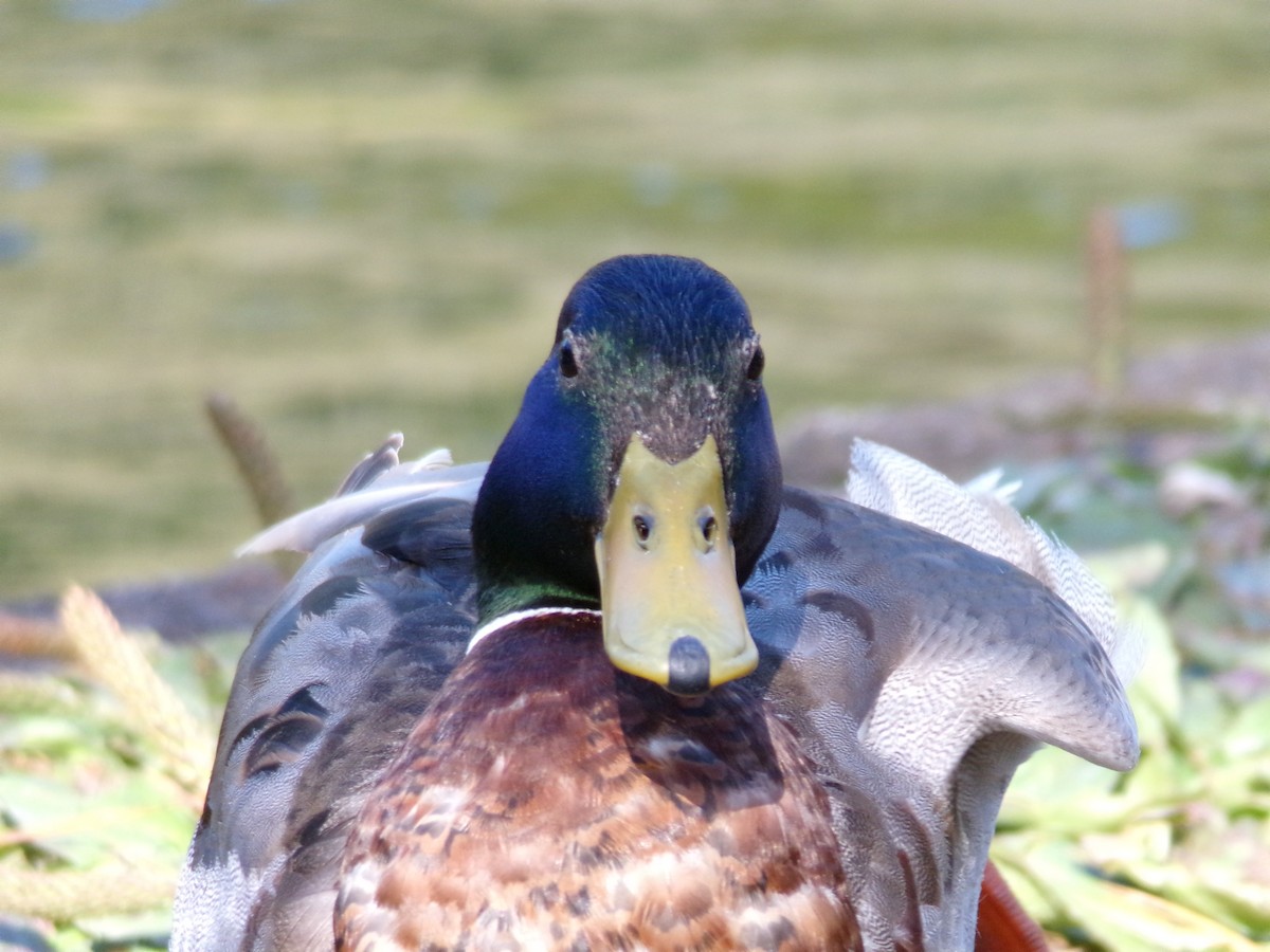 Mallard - Ross Rabkin