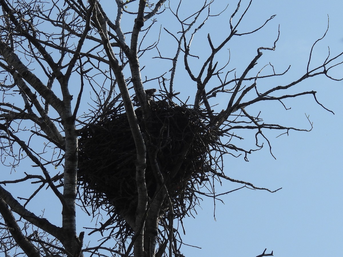 Hairy Woodpecker - Melody Walsh