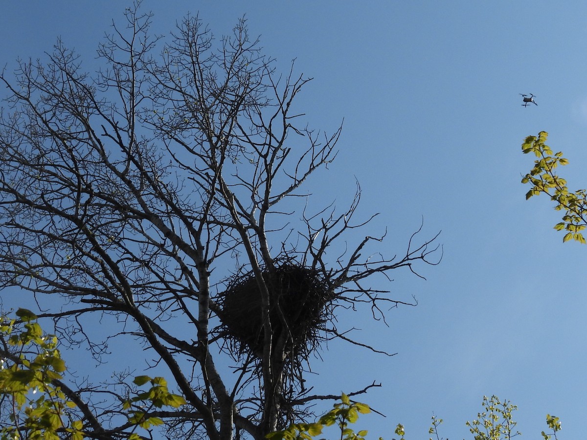 Hairy Woodpecker - Melody Walsh