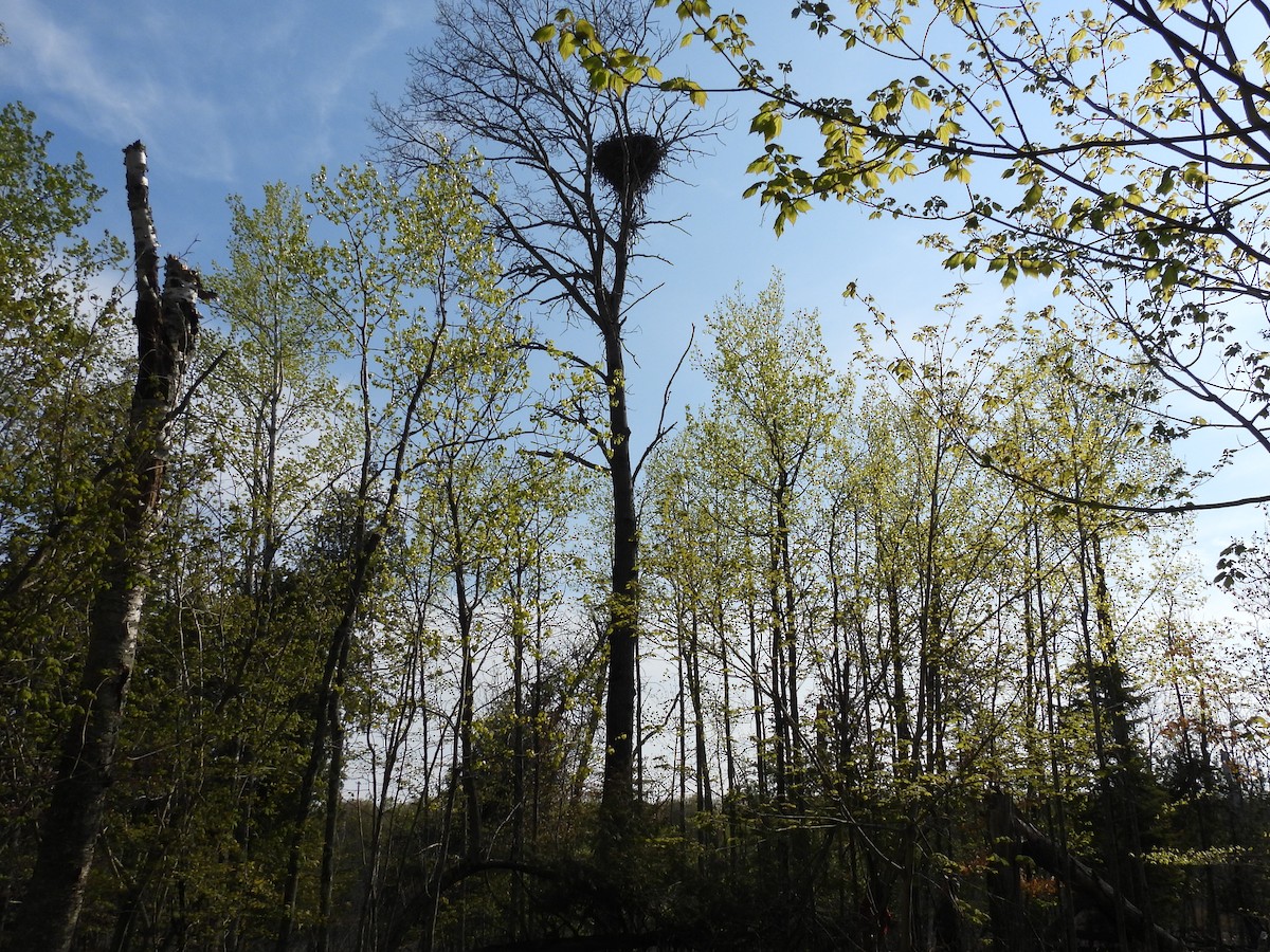 Hairy Woodpecker - Melody Walsh