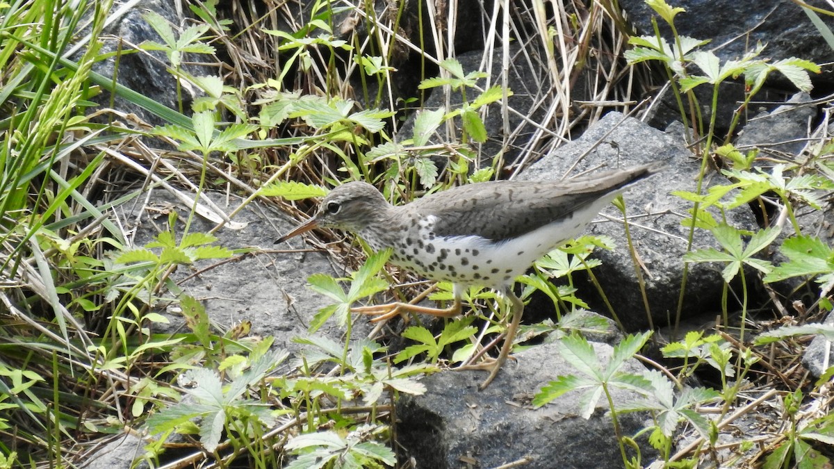 Spotted Sandpiper - Keith Eric Costley