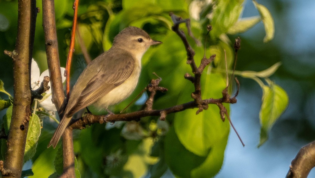 Warbling Vireo - Matt M.