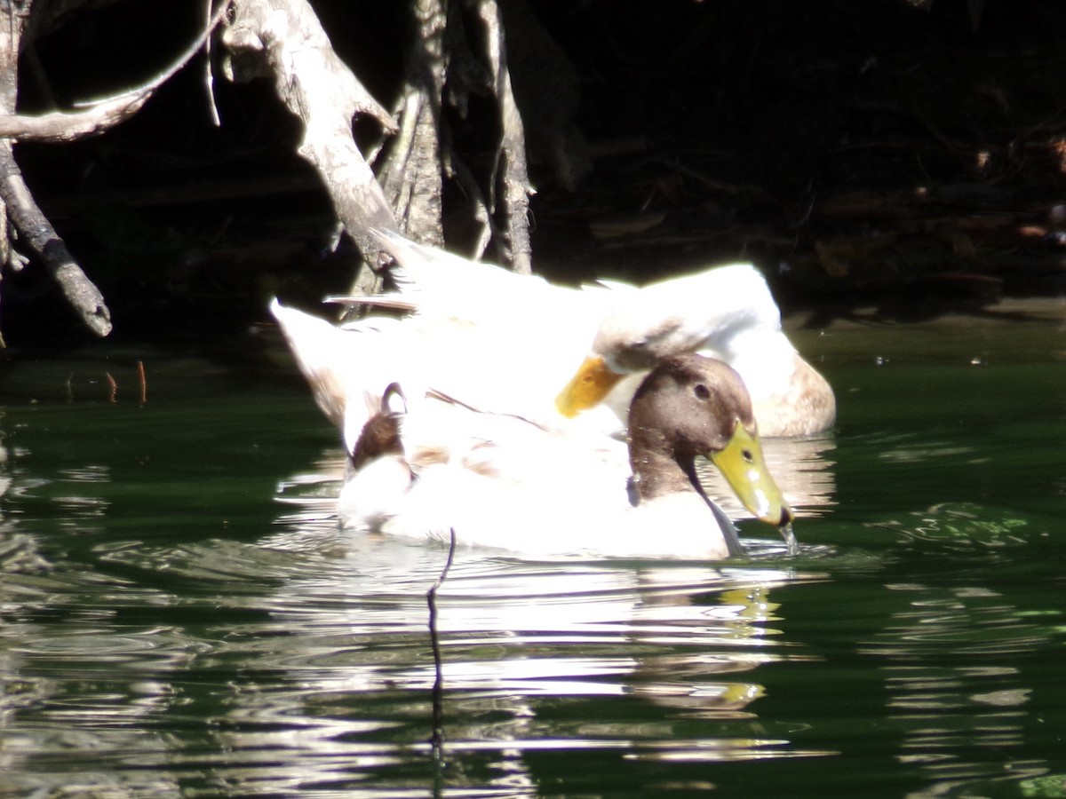 Mallard (Domestic type) - Ross Rabkin