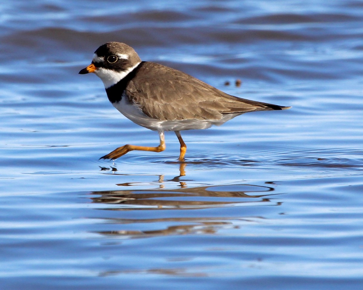 Semipalmated Plover - Amy Perkovic
