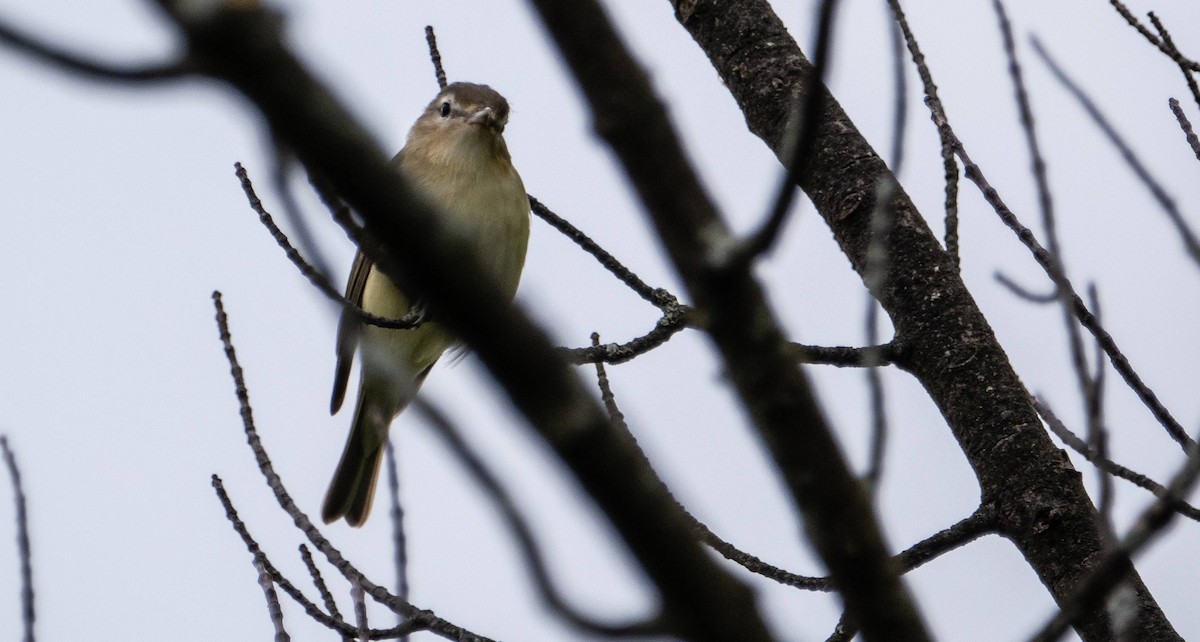 Philadelphia Vireo - Matt M.