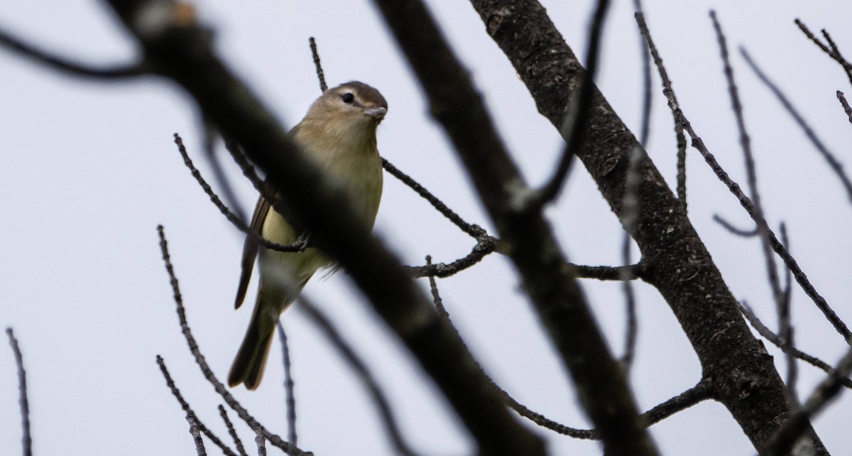 Philadelphia Vireo - Matt M.