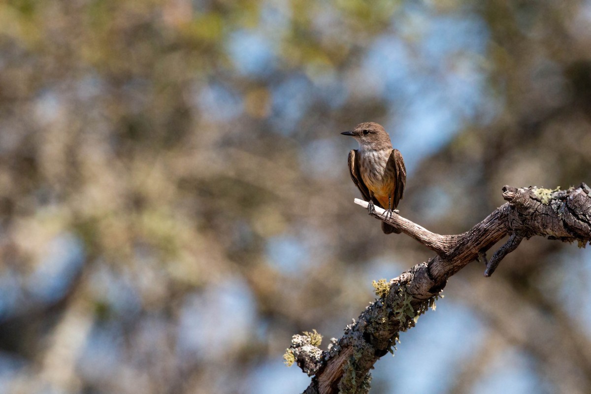 Vermilion Flycatcher - William Clark