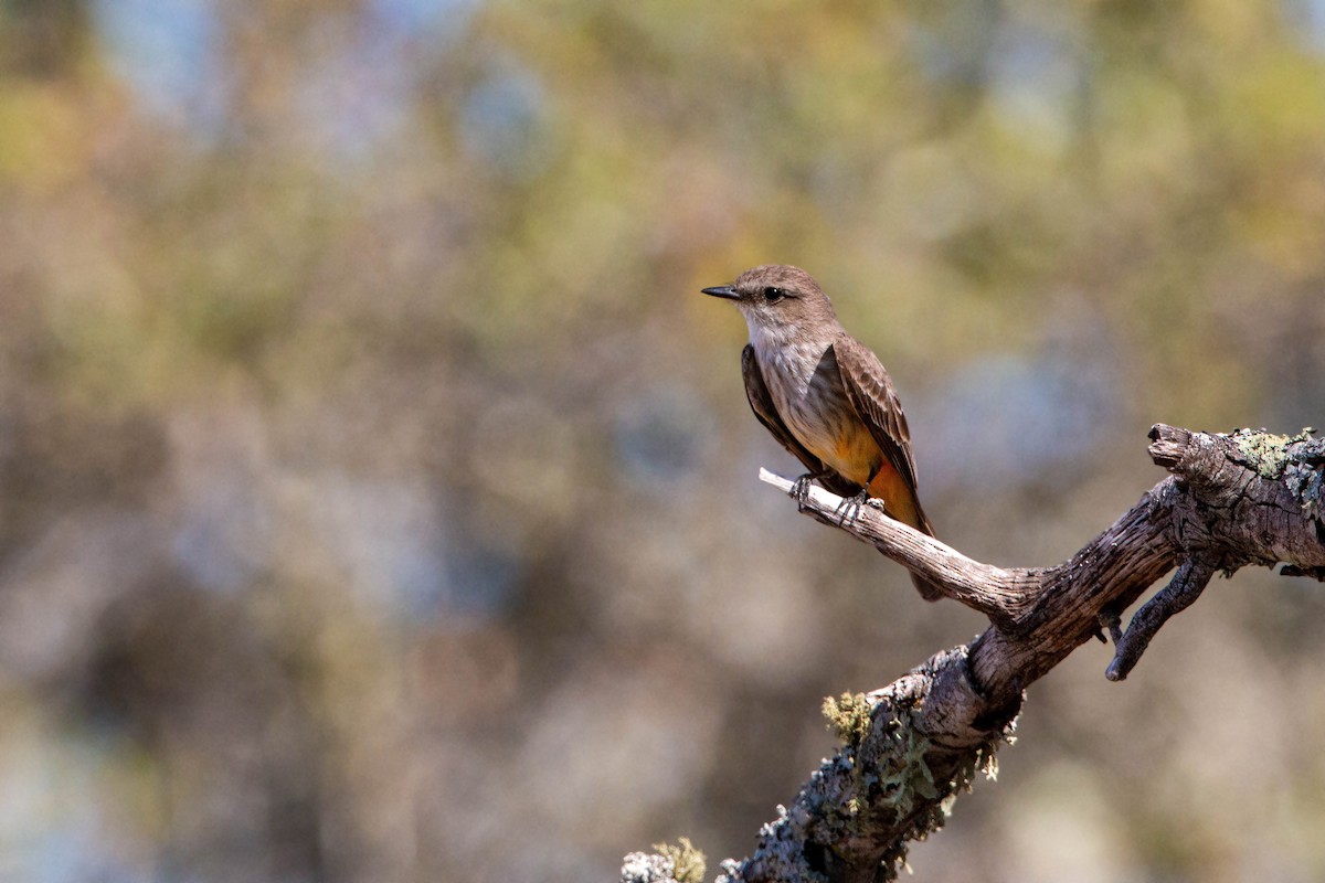 Vermilion Flycatcher - William Clark