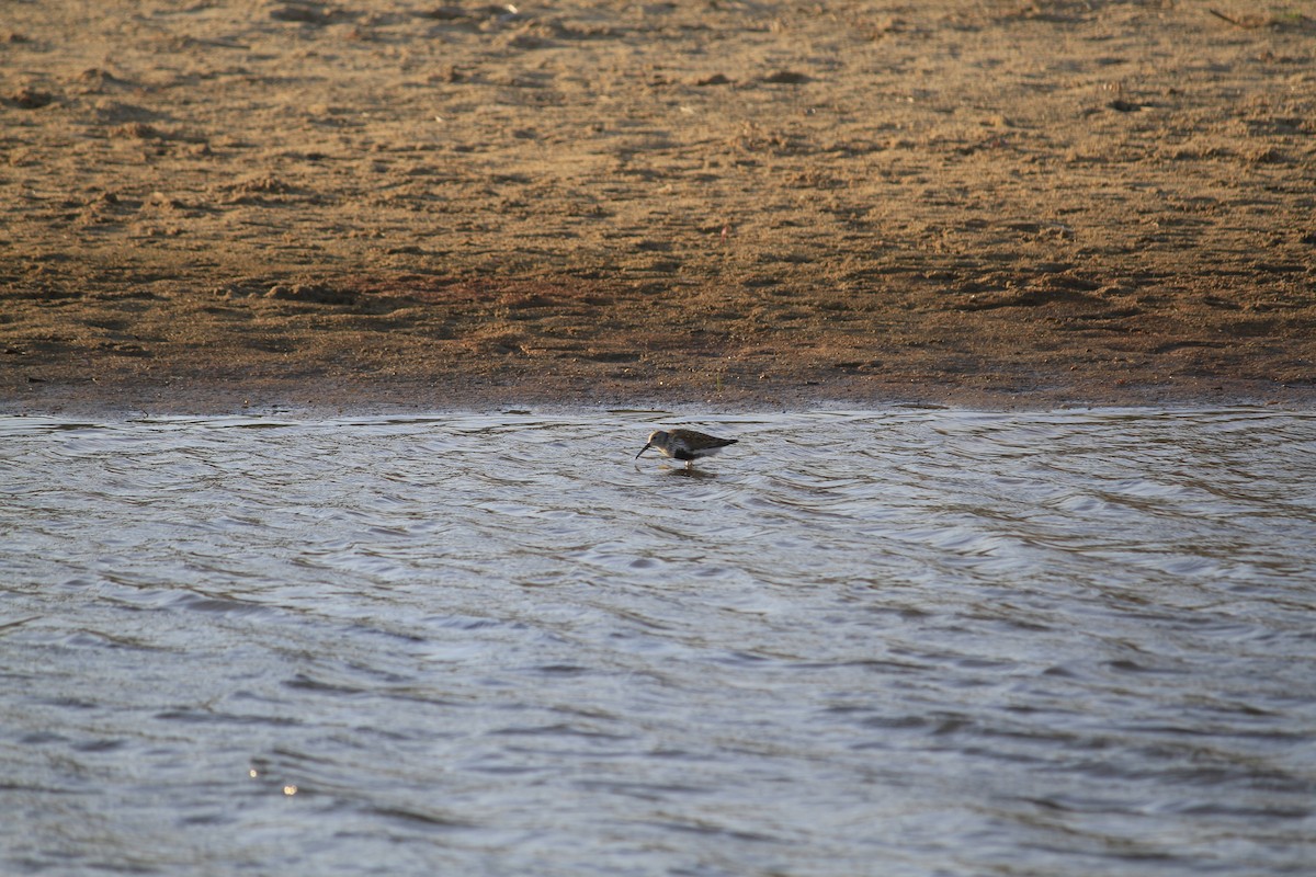 Dunlin - Matt Robertson