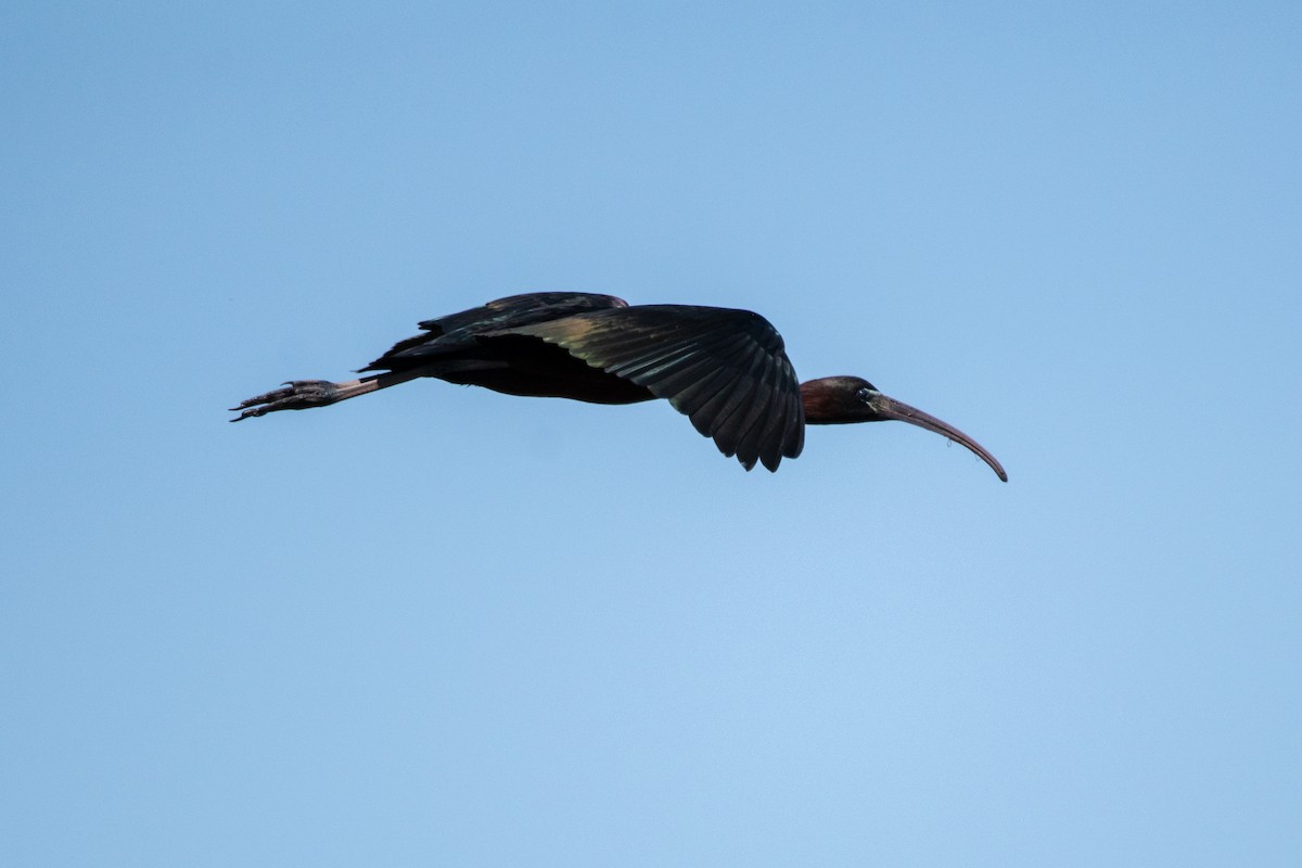 ibis hnědý - ML619509209