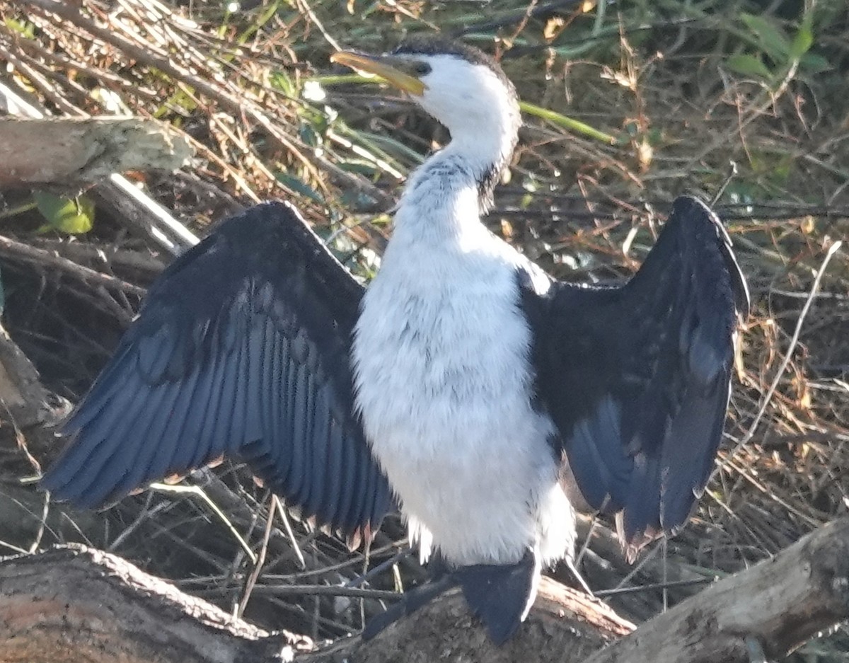 Little Pied Cormorant - Alan Coates