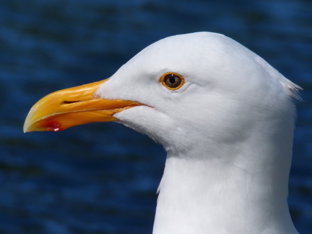 Western Gull - Ross Rabkin