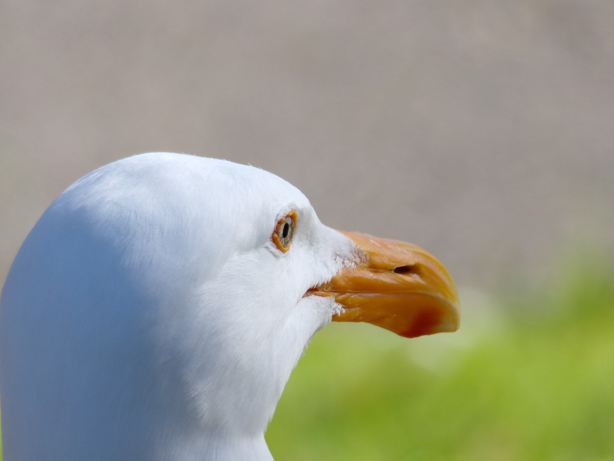 Western Gull - Ross Rabkin