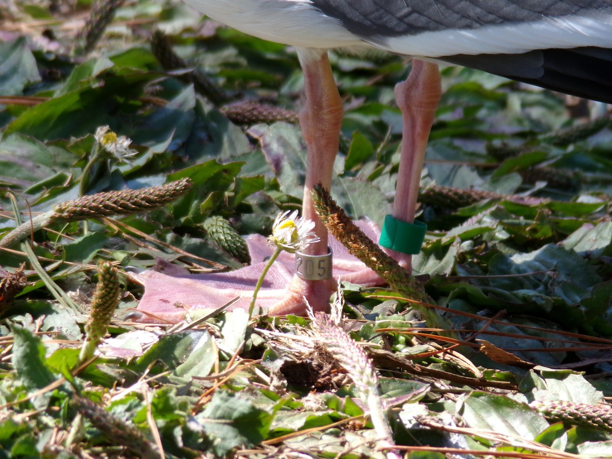 Western Gull - Ross Rabkin