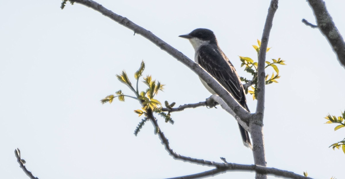 Eastern Kingbird - Matt M.