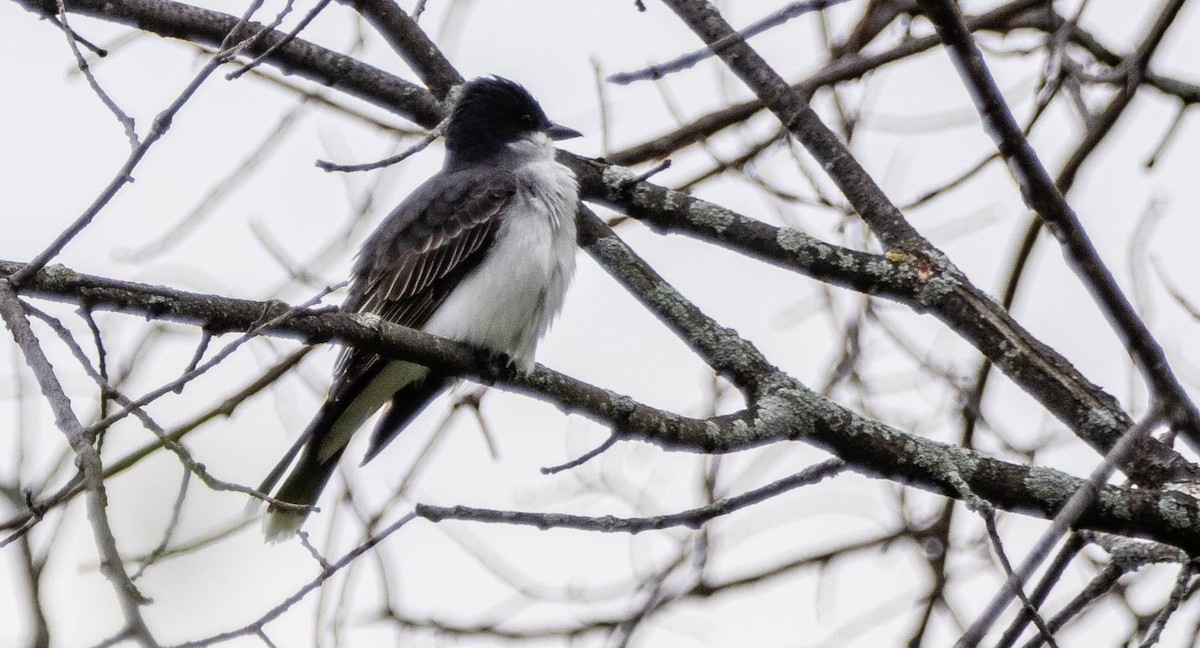 Eastern Kingbird - Matt M.