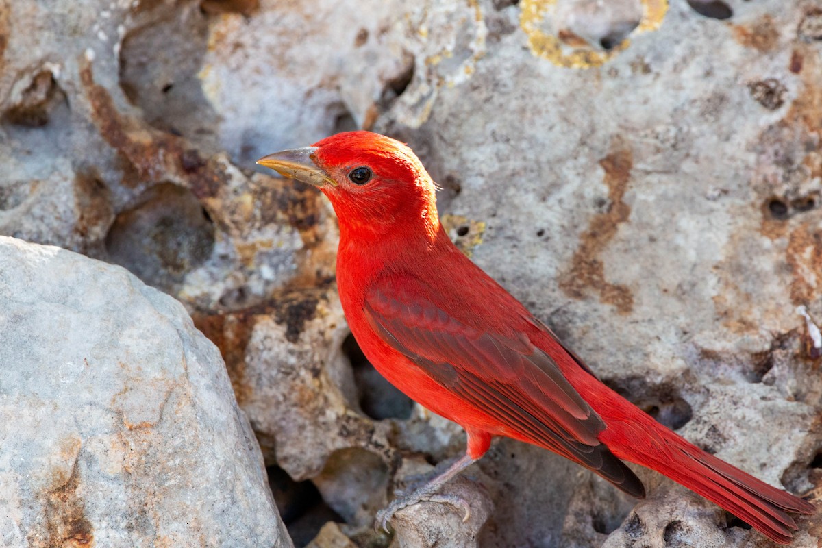 Summer Tanager - William Clark