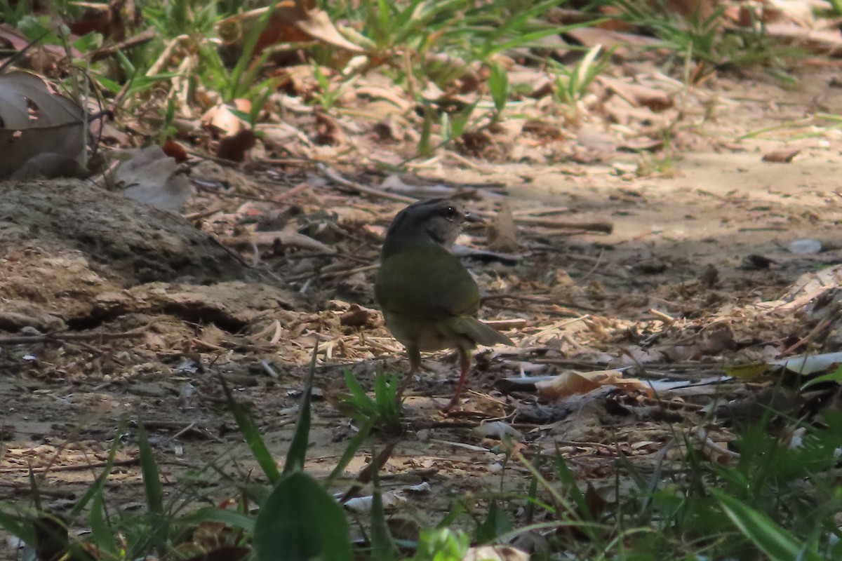 Green-backed Sparrow - David Brinkman