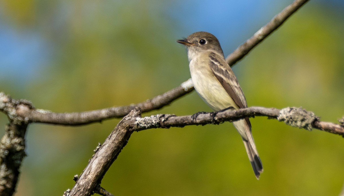 Least Flycatcher - Matt M.