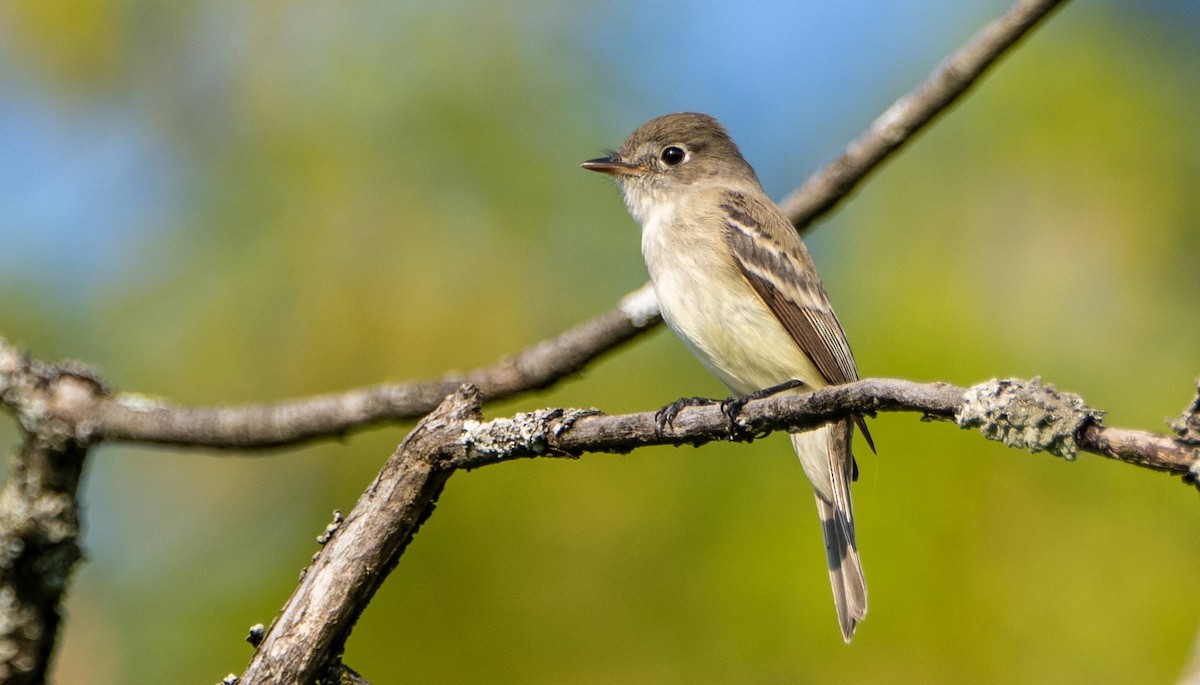 Least Flycatcher - Matt M.