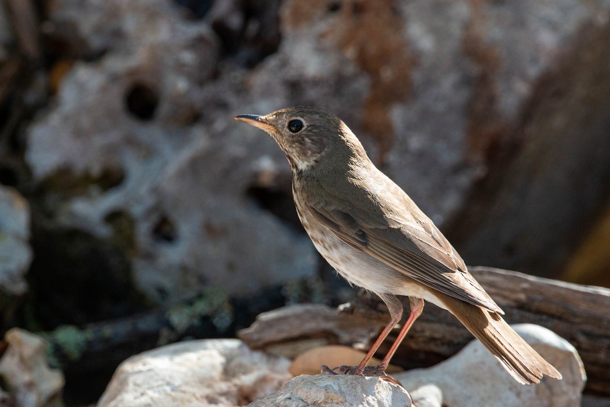 Hermit Thrush - William Clark