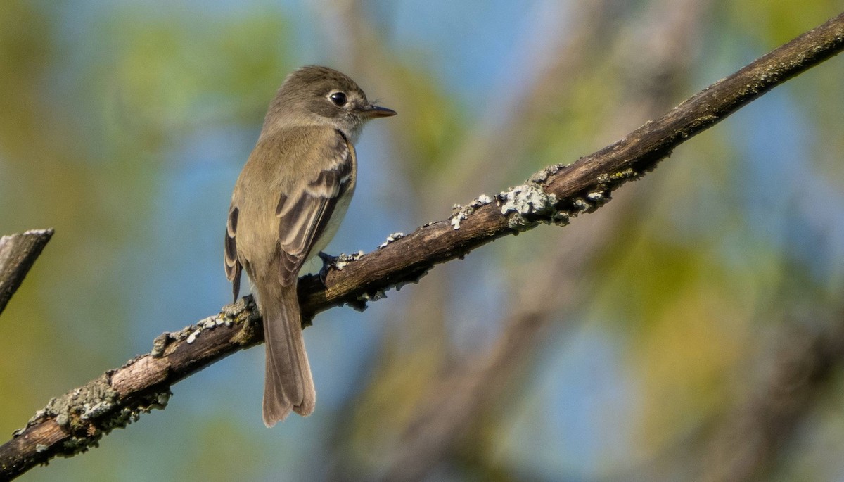 Least Flycatcher - Matt M.