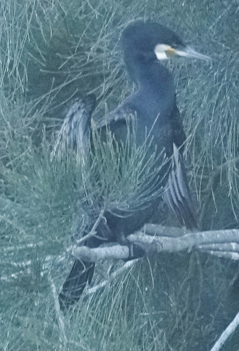 Great Cormorant (Australasian) - Alan Coates