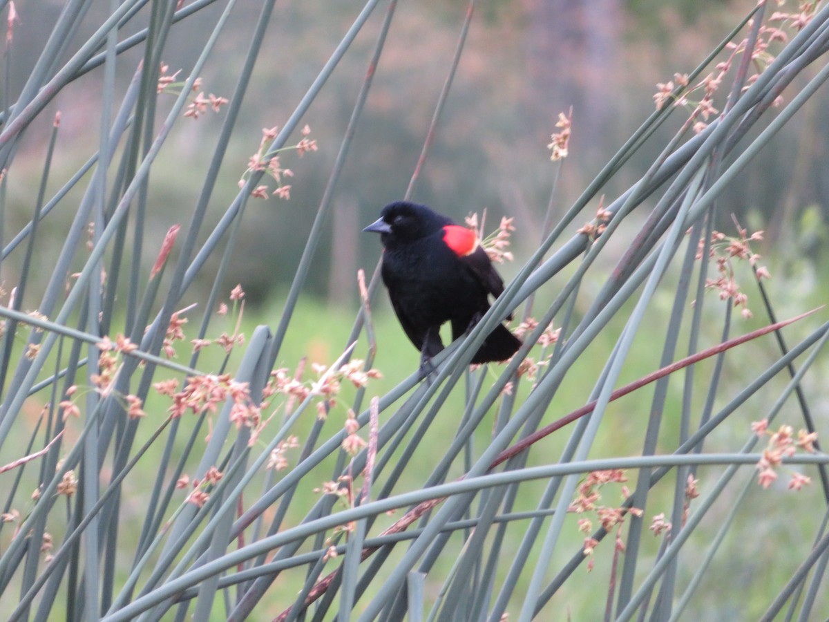 Red-winged Blackbird (Red-winged) - Jeremie Caldwell